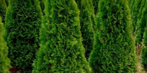 Kako uzgajati tuju iz grančice kod kuće